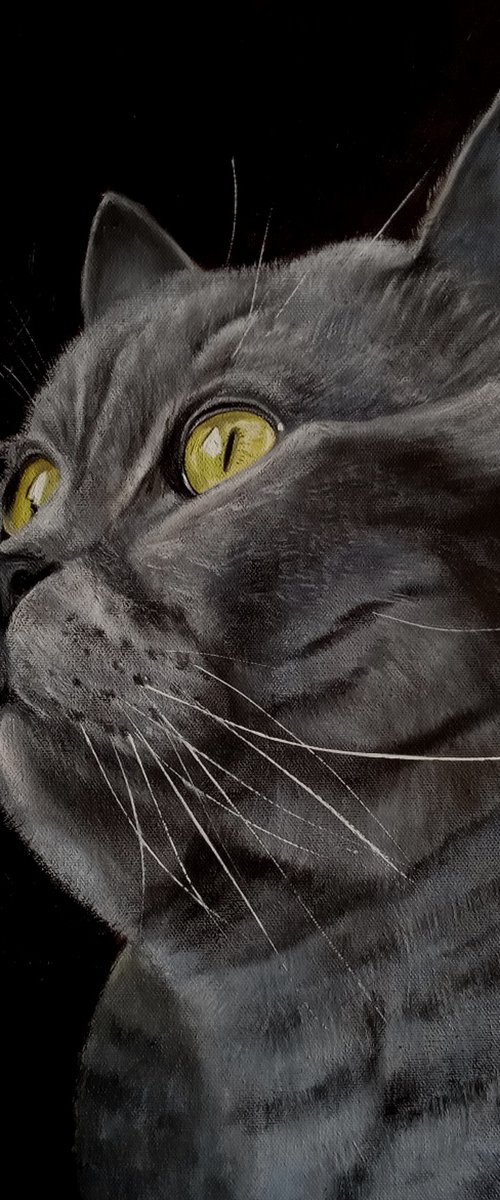 British Shorthair Cat by Ira Whittaker