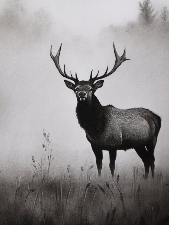 Deer Drawing