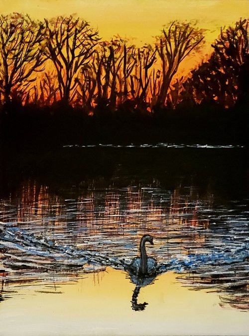 Swan In A Sunset by Robbie Potter