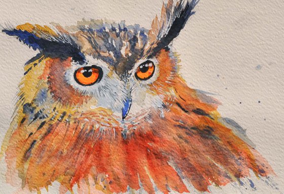 little owl portraits