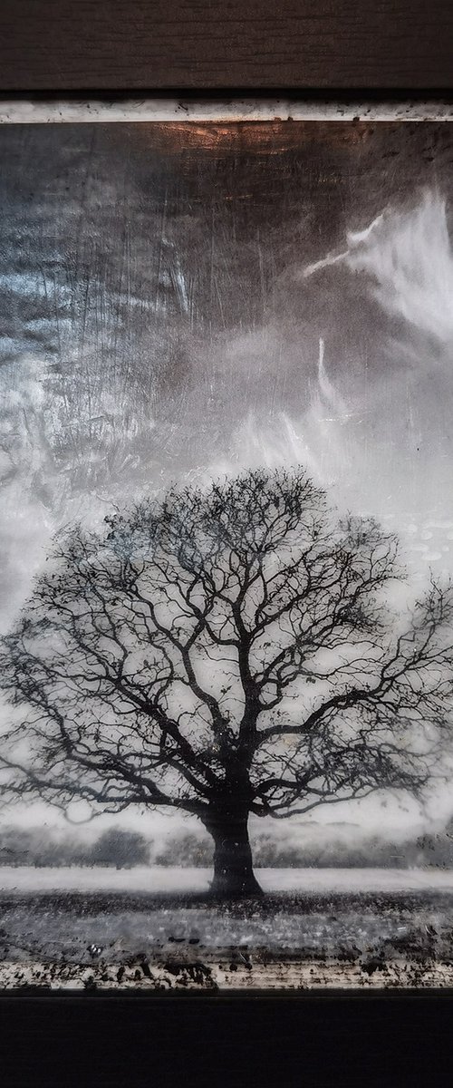 Hagley Tree Cloudscene by Roseanne Jones