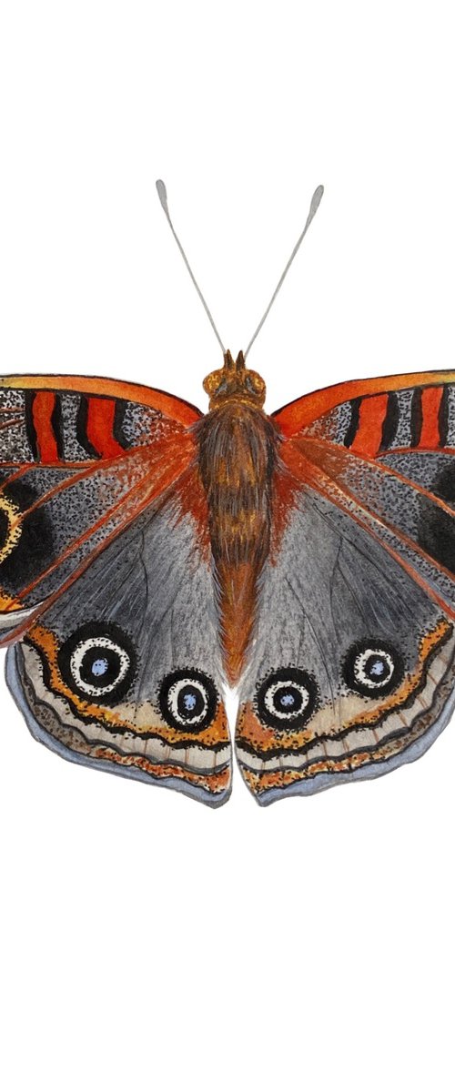 Butterfly by Tina Shyfruk