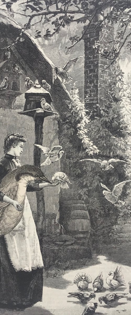 Feeding the doves by Tudor Evans