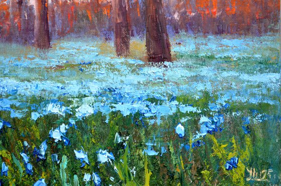 Scilla in the morning park