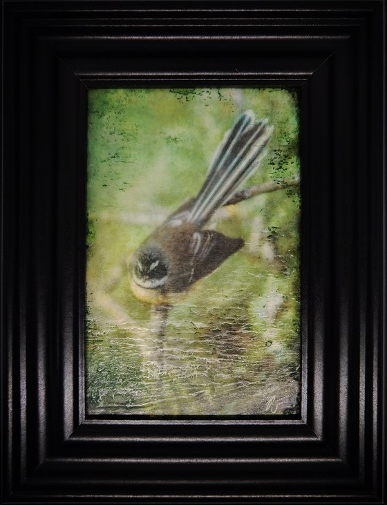 Fantail Perch