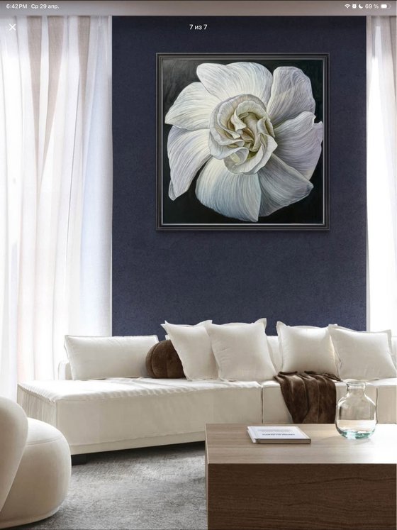 White Camellia Bloom