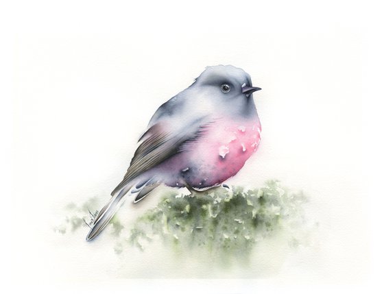 Pink Robin