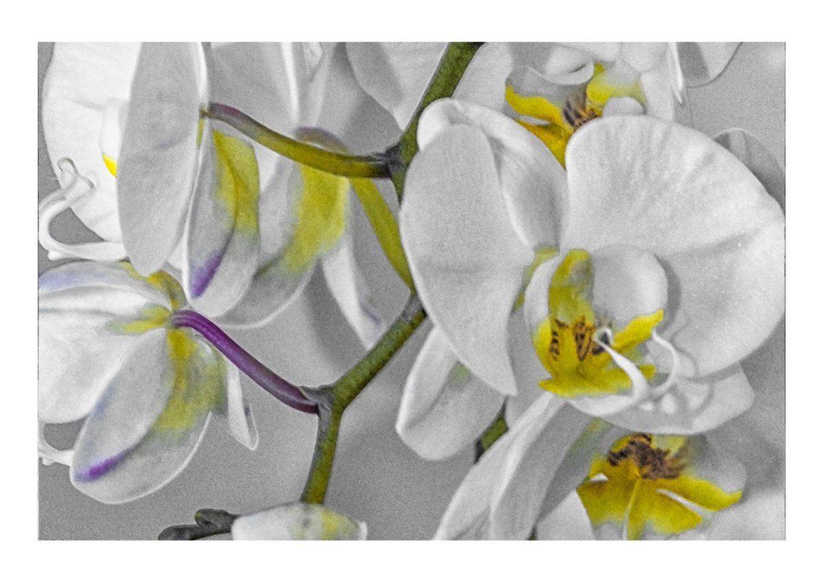 White Orchid. Limited Edition 1/50 15x10 inch Photographic Print by Graham Briggs