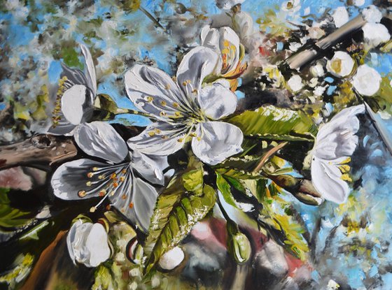Cherry Blossom