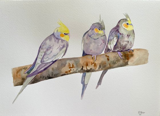 Cockatiel party