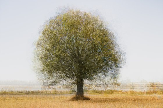 Solitary Tree