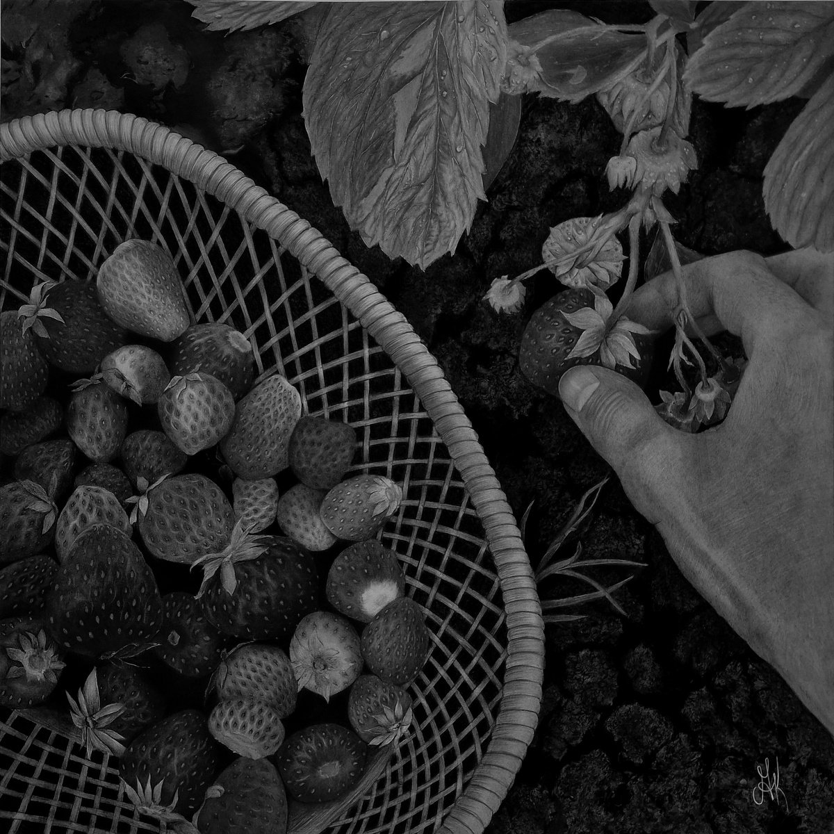 Photorealistic Charcoal Drawing , Strawberry Hunt By Kateryna Kostyk, 16 X 16, Artwork For Sale On Artfinder