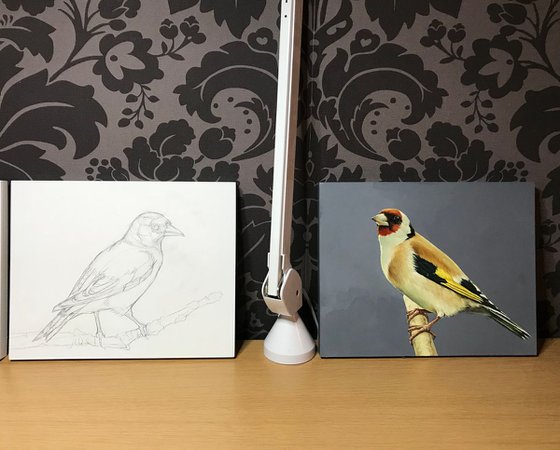 Goldfinch 3