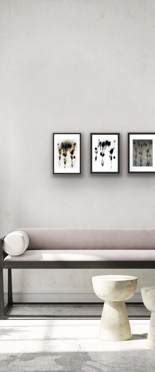 TEASLE SHADOW TRIPTYCH by SARAH PARSONS