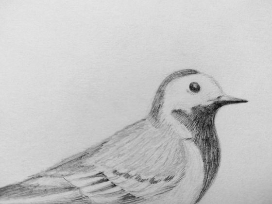 Birdie1. Original pencil drawing.