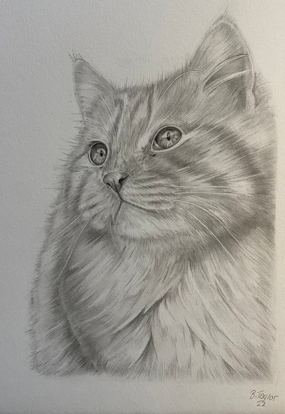 Graphite cat drawing