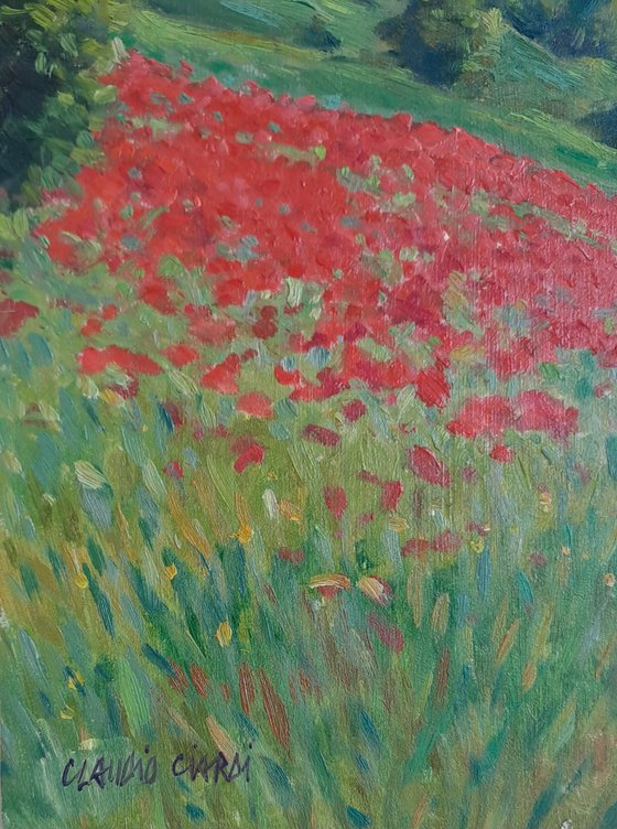 Field of poppies in Tuscany