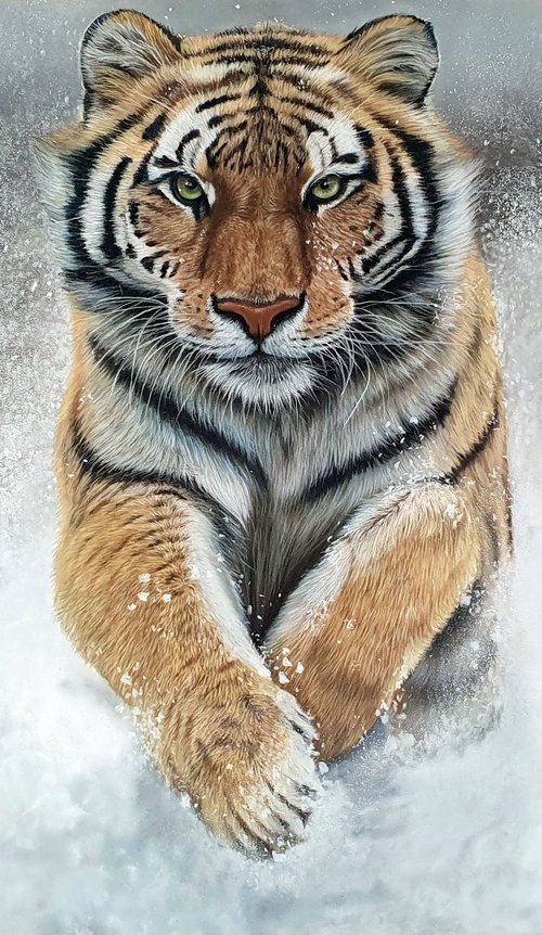 'Fire & Ice' Siberian Tiger Portrait by Silvia Frei