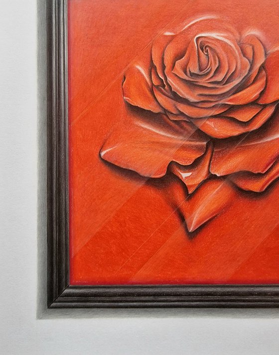 Rose behind glass within a frame