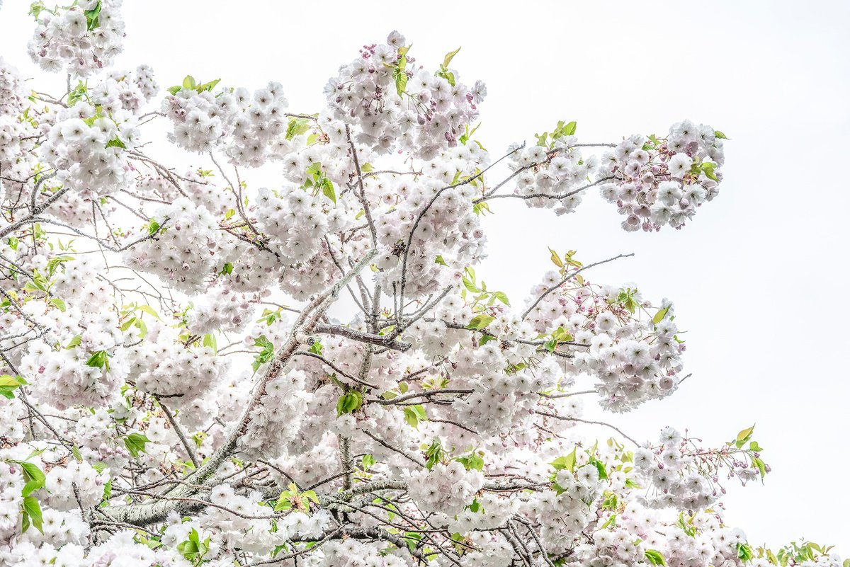 Photorealistic Botanical Photograph By Adam Regan, 45 X 30, Blossom Ii, Original Artwork