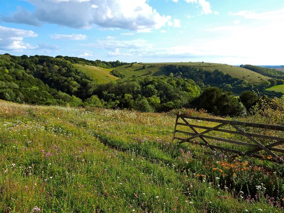 Mid Summer on Old Winchester Hill