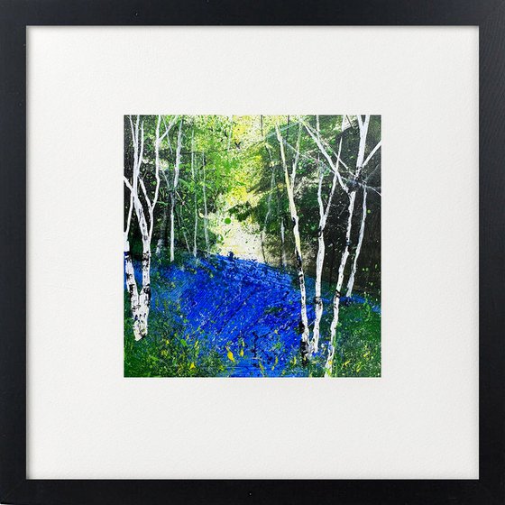 Silver Birches Bluebells