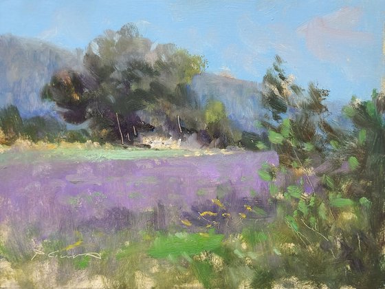 Lavender at St-Jean