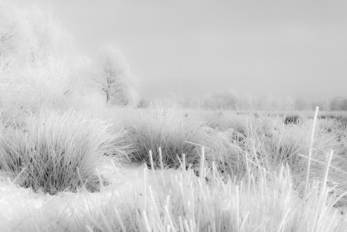 Winterday 4 by Dieter Mach