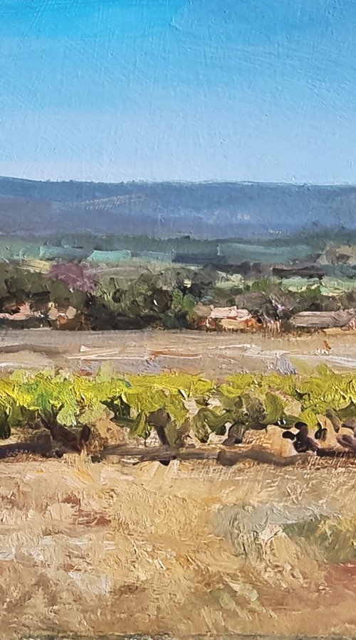 Vineyards near Goult by Pascal Giroud