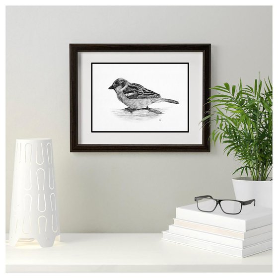 Original graphite pencils drawing bird "House sparrow"