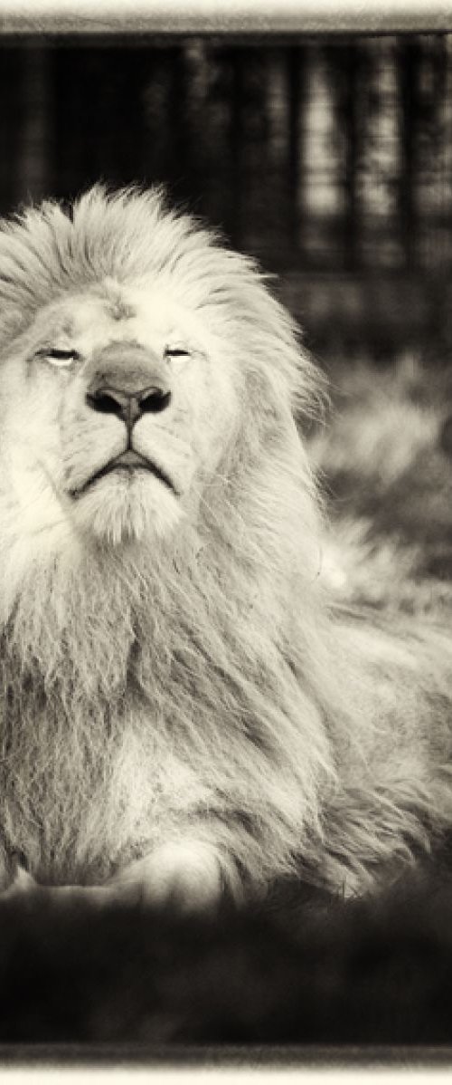 White Lion by Stephen Hodgetts Photography