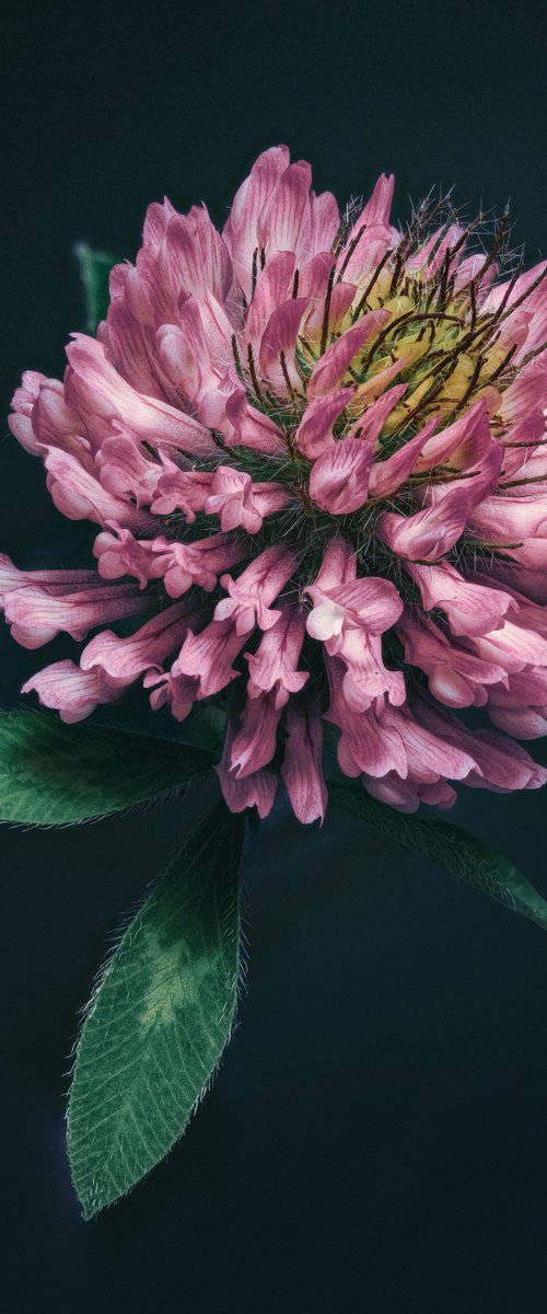 CLOVER - collector's master edition by Inna Etuvgi