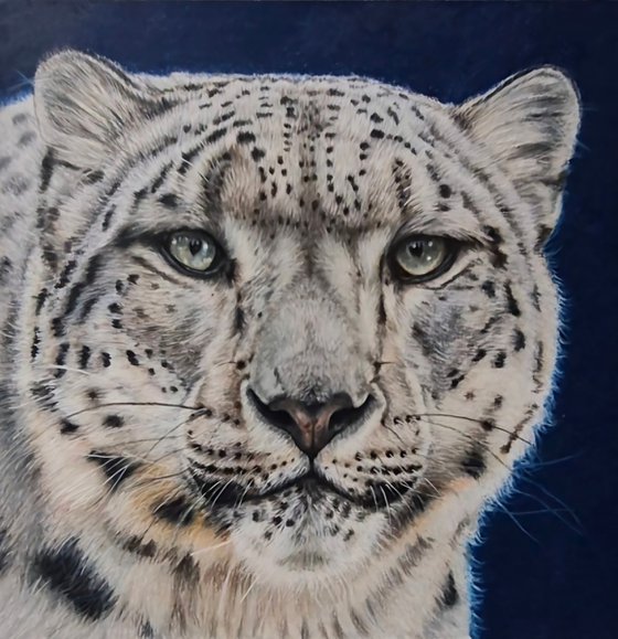 Snow Leopard - Little big cats series no. 2