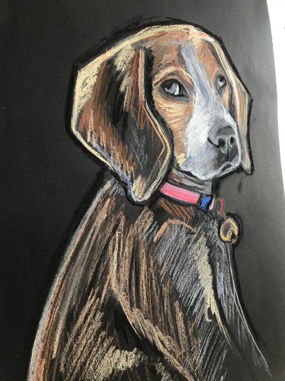 Dog portrait Beagle pastel drawing