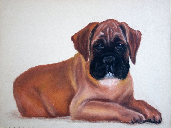Original pastel drawing "Boxer puppy"