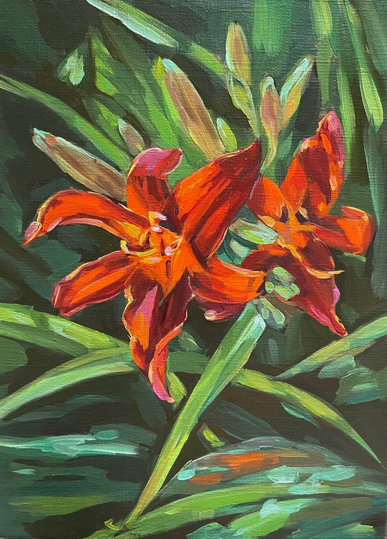 Orange color lilies