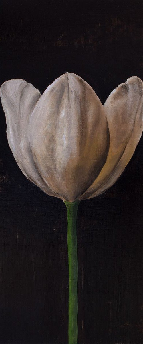 Tulip (open) by David Foster