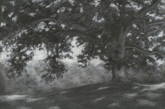 Old Oak Tree, Kent County Michigan – charcoal drawing