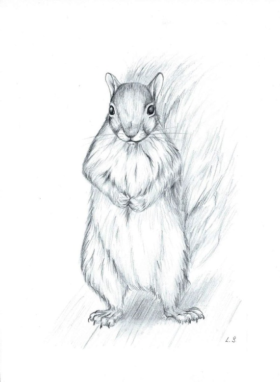 Squirrel Sketch 1 By Liliya Shtulberg Artfinder Download this animal, animal clipart, squirrel, a squirrel png clipart image with transparent background or psd file for free. squirrel sketch 1