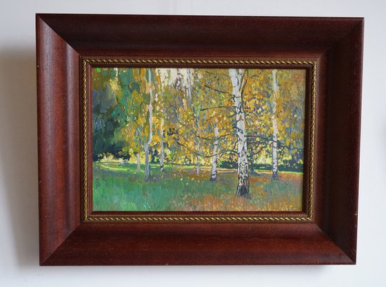 Birch trees at sunset in September