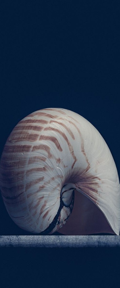 Nautilus shell by Paul Nash