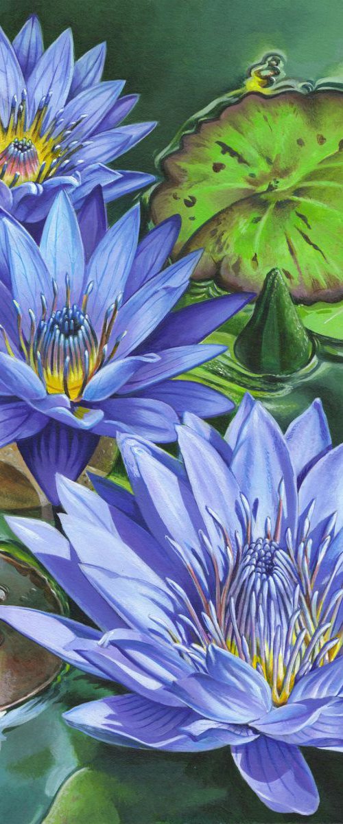 waterlilies by mark gregory