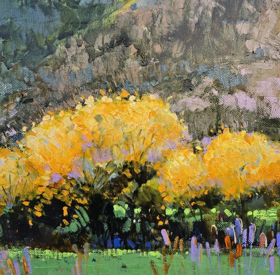 Where Mimosas Bloom