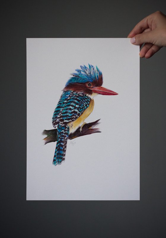 Banded Kingfisher