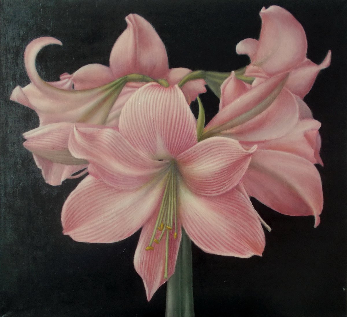 Pink amaryllis by Tatyana Mironova