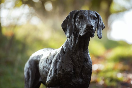 Pointing Weimaraner BR