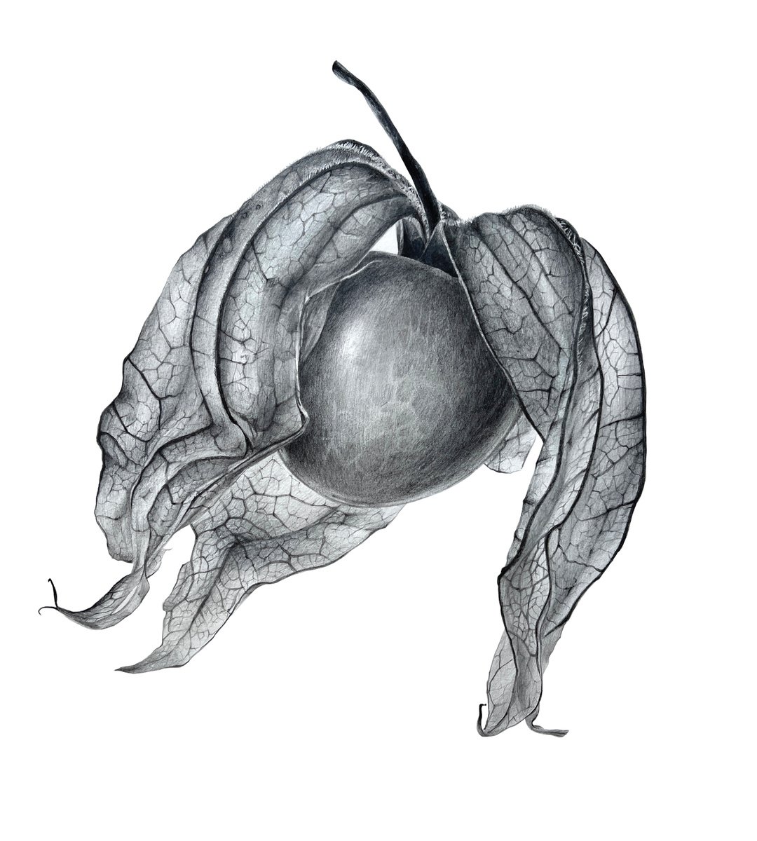 PHYSALIS 29x31 cm (2021) botanical drawing, original artwork by Alisa Diakova