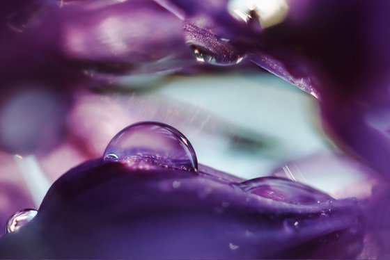 Onion planet dreamy landscape - limited edition print of art photography of a drop inside an onion flower, purple