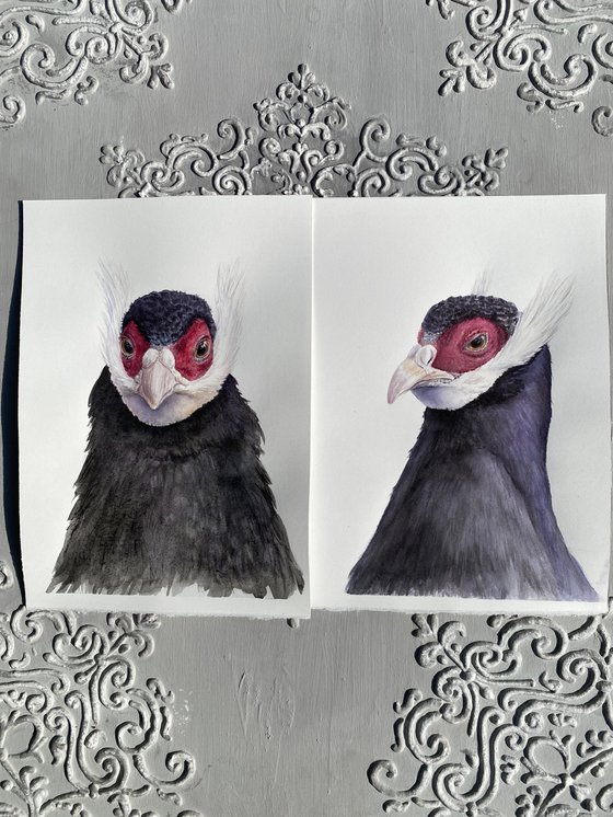 Eared Pheasants: A Portrait Diptych