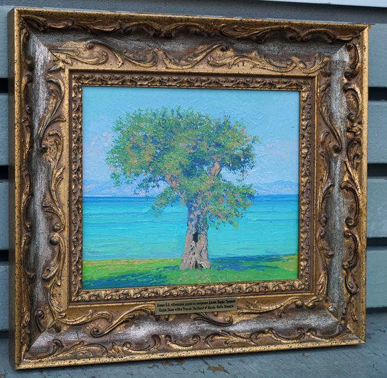 Olive tree on the Dassia